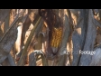 Ripe Corn on Stalk 1563